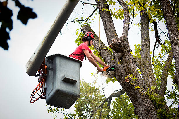 Best Tree Care Services  in Moundville, AL